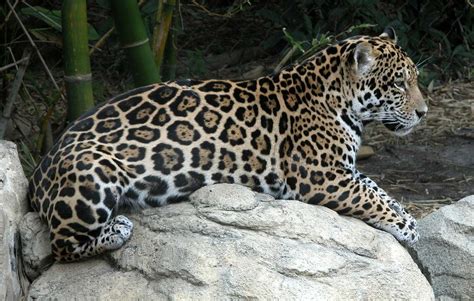 The Enigmatic World of Jaguars