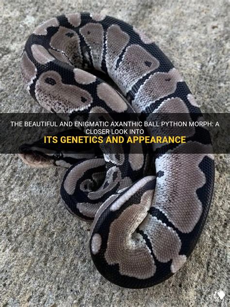 The Enigmatic World of Pythons: A Closer Look at These Fascinating Creatures