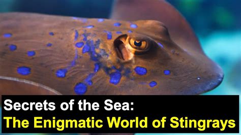 The Enigmatic World of Stingrays