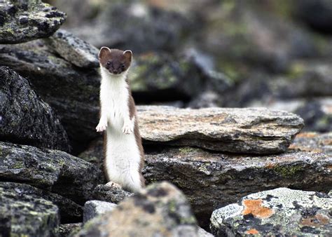 The Enigmatic World of the White Weasel