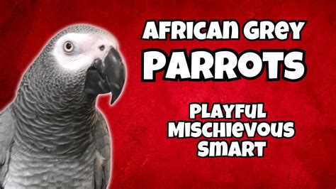 The Entertaining and Mischievous Nature of African Grey Parrots