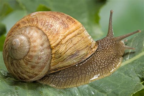 The Enthralling World of Collecting Majestic Gastropods: Glimpses into Nature's Masterpiece