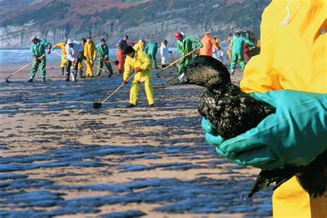 The Environmental Impact of Oil Spills