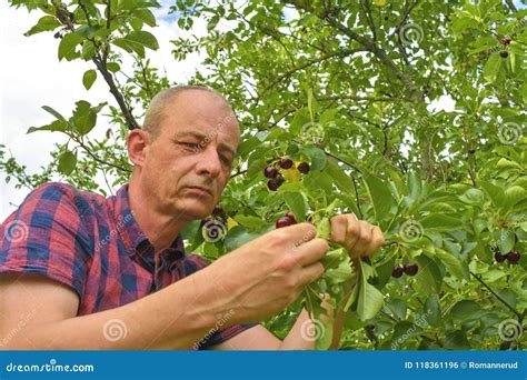 The Essence of Cultivating and Gathering the Perfectly Matured Cherries