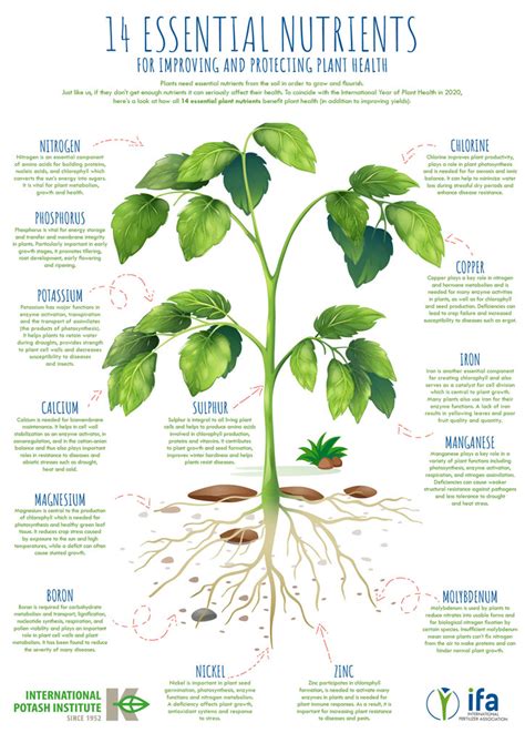 The Essential Nutrients Found in Dark Soil and Their Impact on Plant Development