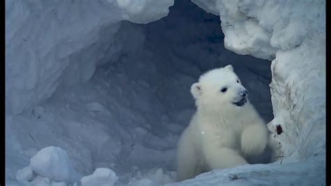 The Essential Role of Maternal Polar Bears