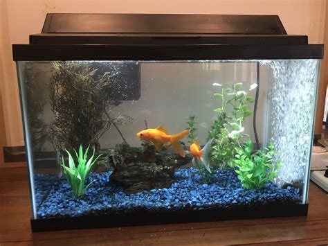 The Essentials for Setting up a Fish Tank