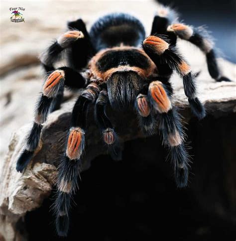 The Essentials of Tarantula Care: Vital Information for Every Tarantula Guardian