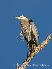 The Esteemed Ardea herodias as an Indicator of Ecological Well-being