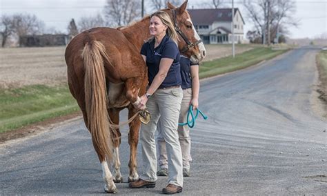 The Ethical Considerations of Caring for a Striped Equine Companion