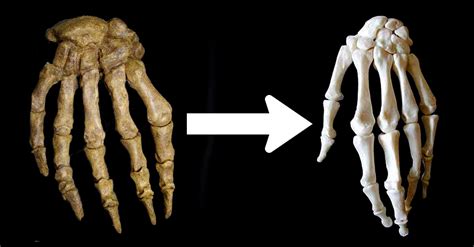 The Evolution of Human Hands: A Brief Overview