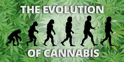 The Evolution of Indica Love