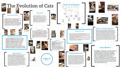 The Evolution of Kitten Nymph's Career