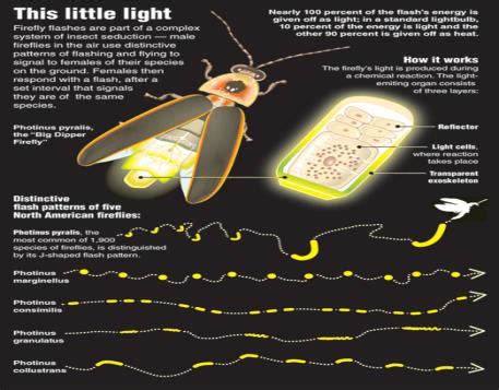 The Evolution of Luminescence: From Fireflies to LEDs