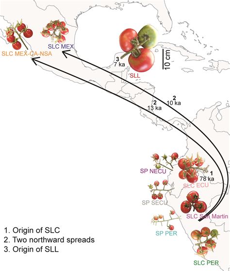 The Evolution of Tomato Farming: From South American Origins to Present-Day Culinary Staple