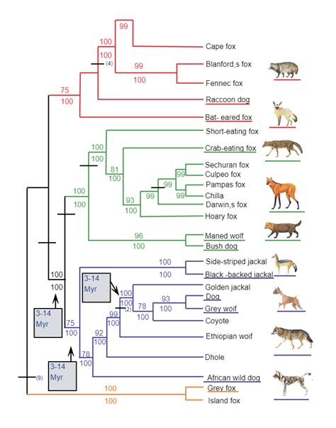 The Evolution of the Shepherd-Dog Relationship