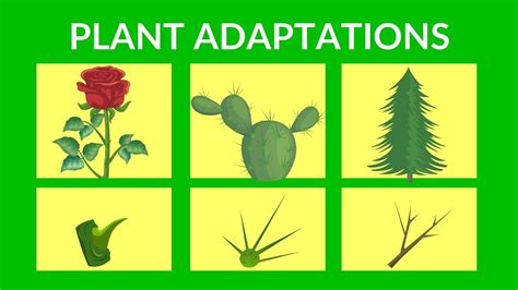 The Evolutionary Adaptations of Plants with Azure Foliage