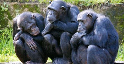 The Evolutionary Bond: Exploring the Connection between Humans and Chimpanzees