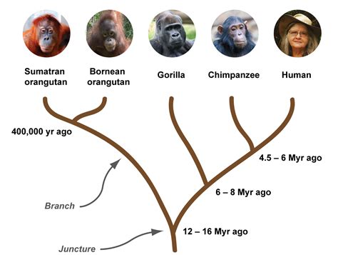 The Evolutionary Journey of Orangutans: Tracing the Origins of Modern Apes