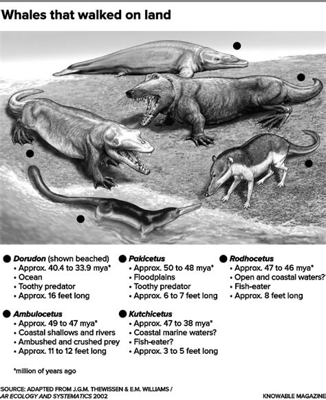 The Evolutionary Journey of Whales: From Land to Sea