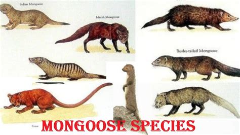 The Evolutionary Origins of Mongoose: Tracing Back to their Ancestry