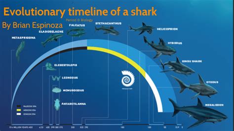 The Evolutionary Origins of Shark Playfulness