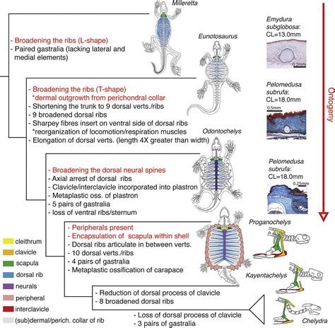 The Evolutionary Significance of Brilliant Shells in Turtles