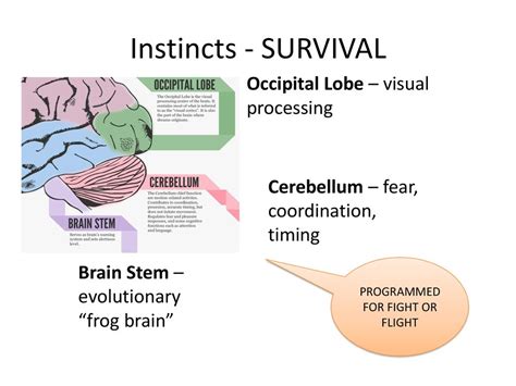 The Evolutionary Significance of Dreaming: Survival Instincts or Random Brain Activity?