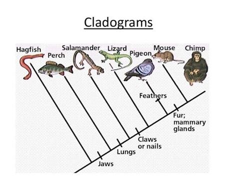 The Evolutionary Traits of the Petite Emerald Serpent