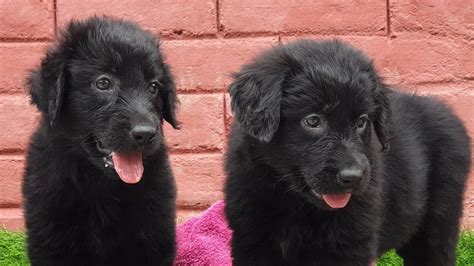 The Exceptional Characteristics of Ebony Retriever Pups