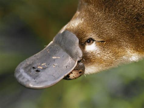 The Exceptional Hunting Abilities of a Little Duck-Billed Platypus