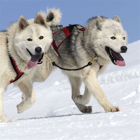 The Exceptional Personality Traits of Snowy Arctic Sled Dogs