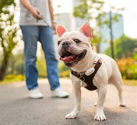 The Exercise Needs of French Bulldogs: Achieving the Right Balance