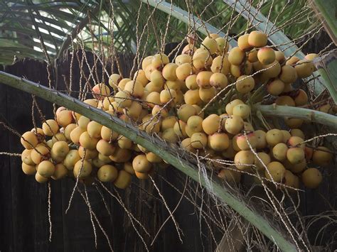 The Exotic Flavor of Fresh Juvenile Palm Fruits