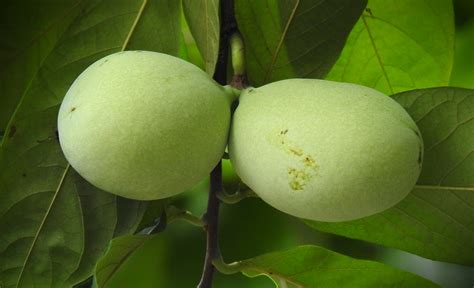 The Exotic Origins of Pawpaws: From the Amazon Rainforest to Your Plate