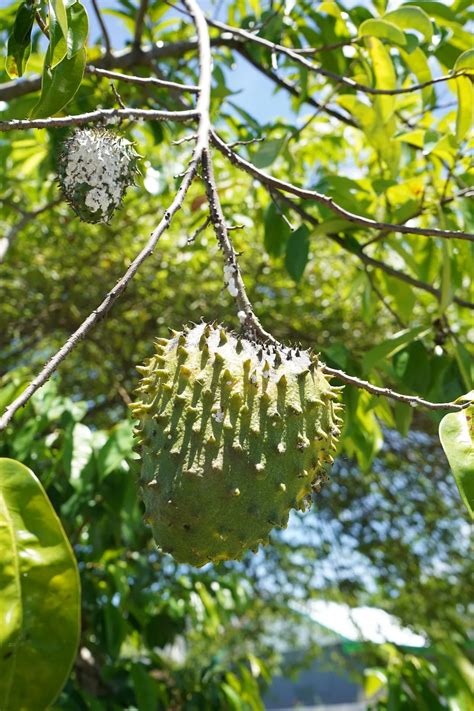 The Exquisite Flavor of Soursop: A Tropical Delight