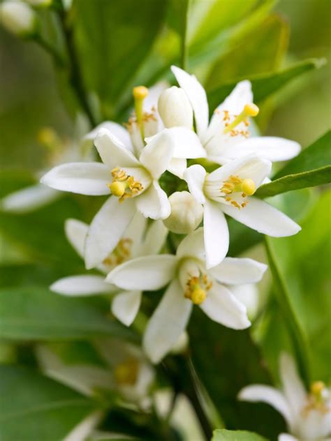 The Exquisite Fragrance of Citrus Blossoms