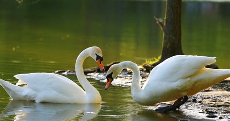 The Exquisite Poise and Sophistication of Swans: An Interpretation of Symbolic Significance