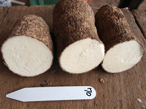 The Exquisite White Yam as a Sustainable Food Source