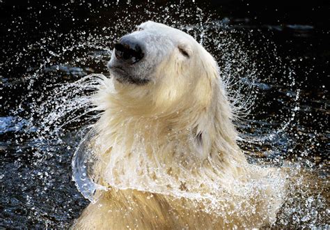 The Extraordinary Appearance of a Snowy Bear