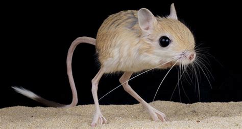 The Extraordinary Capabilities of Leaping Rodents: What Makes Them Stand Out?