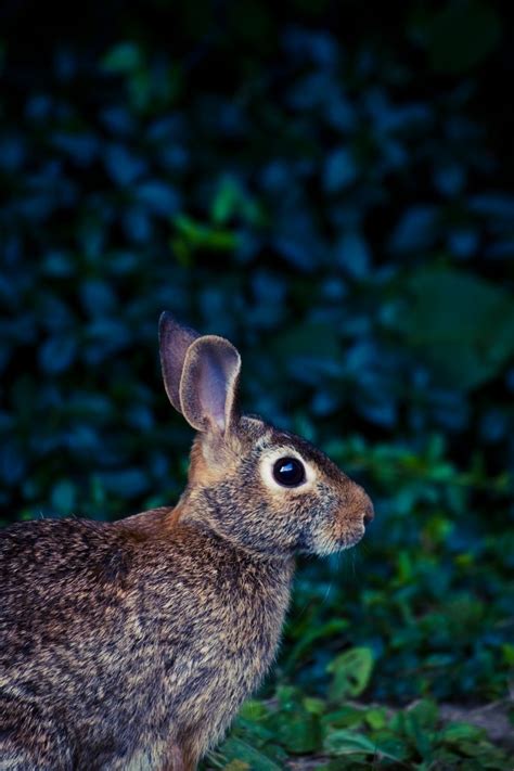 The Fascinating Adaptations and Natural Behaviors of the Nocturnal Rabbit