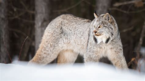 The Fascinating Adaptations of the Lynx: Secrets of a Stealthy Hunter