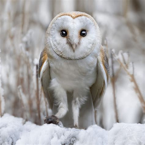 The Fascinating Behavior and Habits of the Majestic Snowy Barn Owl