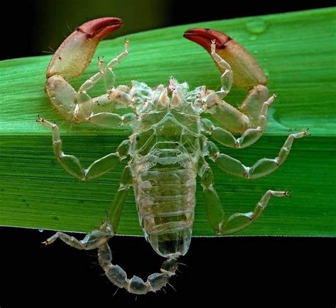 The Fascinating Biology of a Scorpion's Transparent Exoskeleton