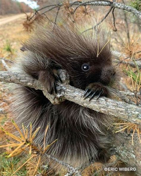 The Fascinating Characteristics of Young Porcupines