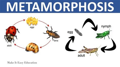 The Fascinating Concept of Metamorphosis in the Realm of Sleep