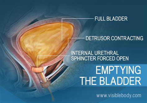 The Fascinating Connection between Dreams and the Urgency to Empty the Bladder