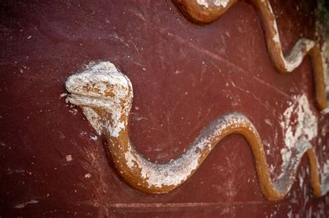 The Fascinating Crossover of Serpents and Canines