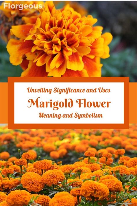 The Fascinating Historical Journey of Marigolds and their Symbolic Importance 